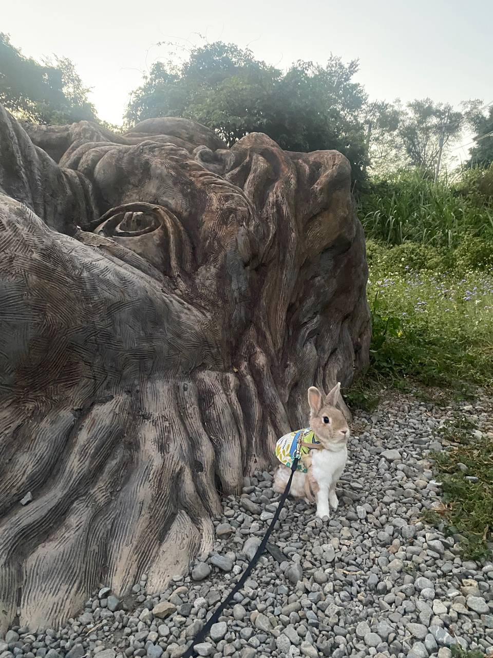 遛寵物，大中小隻寵物～ - 服務說明 2