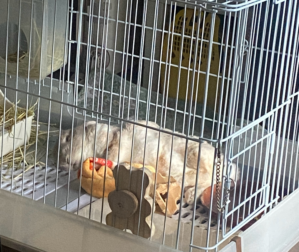 蓁蓁寄宿✨鼠兔特寵皆可接🫶圖片為鼠兔寵物房的放風空間及兔籠 - 服務說明 3