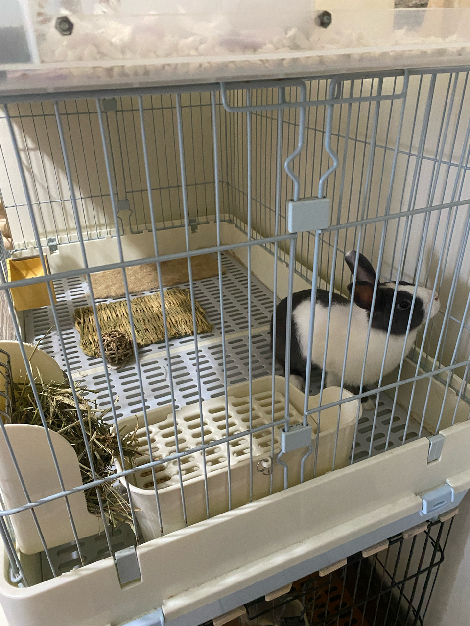 蓁蓁寄宿✨鼠兔特寵皆可接🫶圖片為鼠兔寵物房的放風空間及兔籠 - 服務說明 4