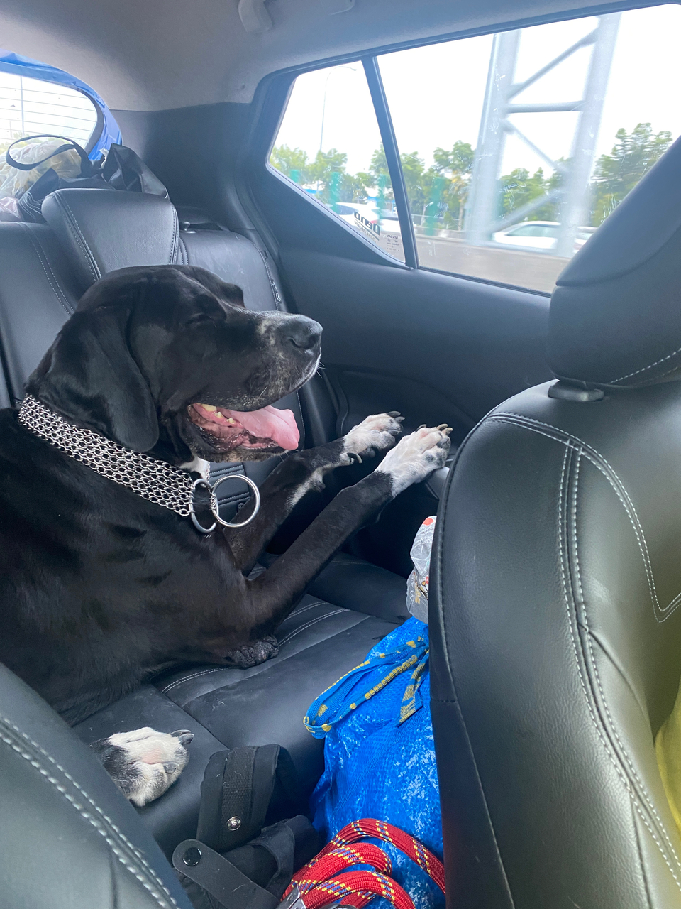 遛寵物，大中小隻寵物～ - 服務說明 7