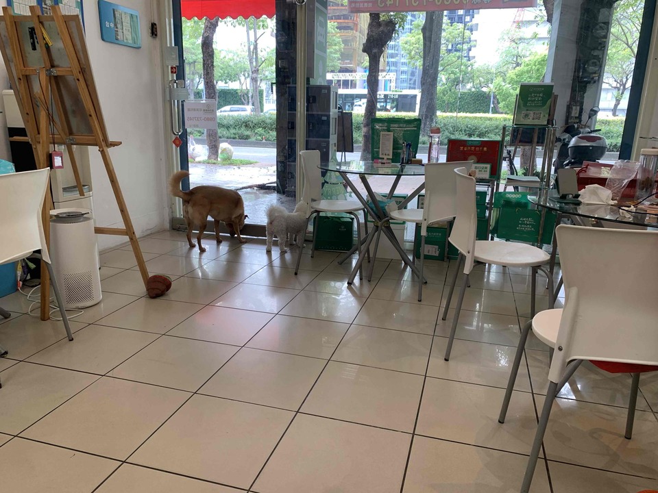 具 導盲犬訓練的寄養家庭、導盲犬社會化教育師。導盲犬種犬、幼犬寄養家庭 - 服務說明 1
