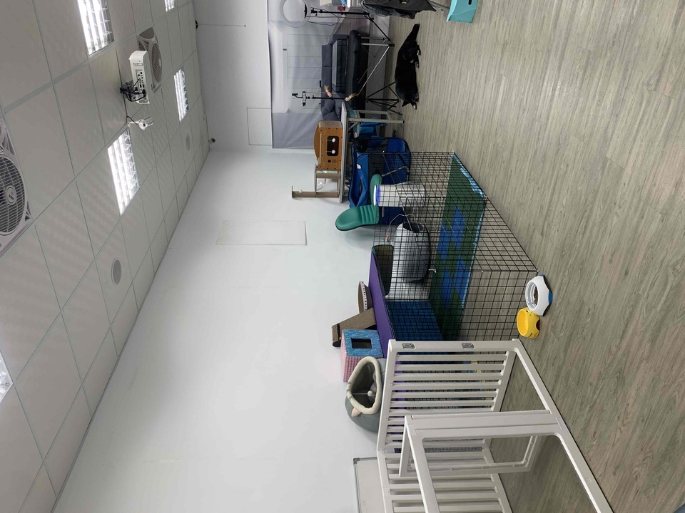 具 導盲犬訓練的寄養家庭、導盲犬社會化教育師。導盲犬種犬、幼犬寄養家庭 - 服務說明 8