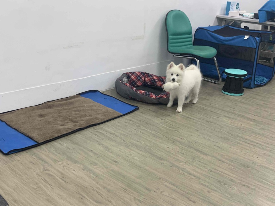 具 導盲犬訓練的寄養家庭、導盲犬社會化教育師。導盲犬種犬、幼犬寄養家庭 - 服務說明 5