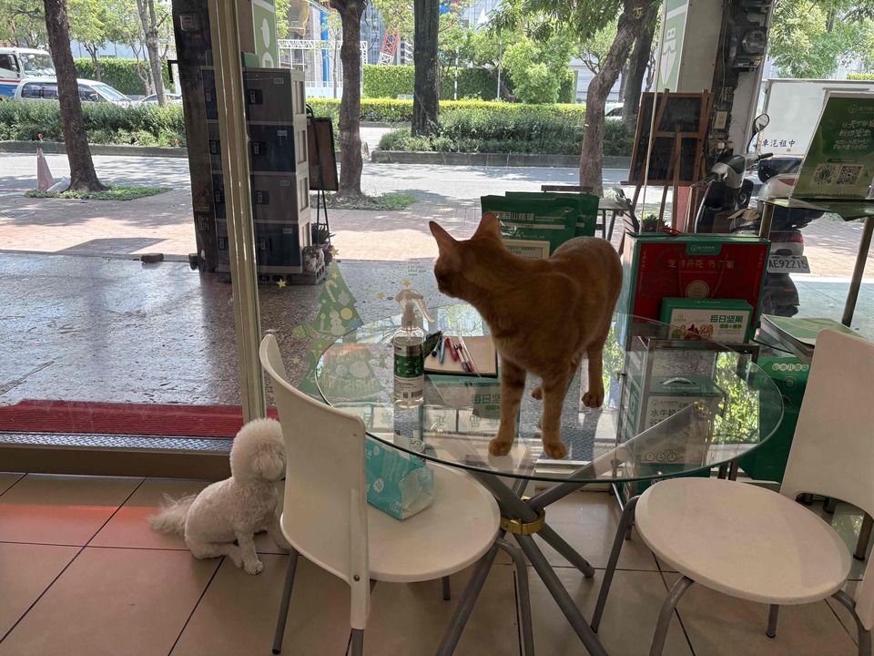 具 導盲犬訓練的寄養家庭、導盲犬社會化教育師。導盲犬種犬、幼犬寄養家庭 - 服務說明 7