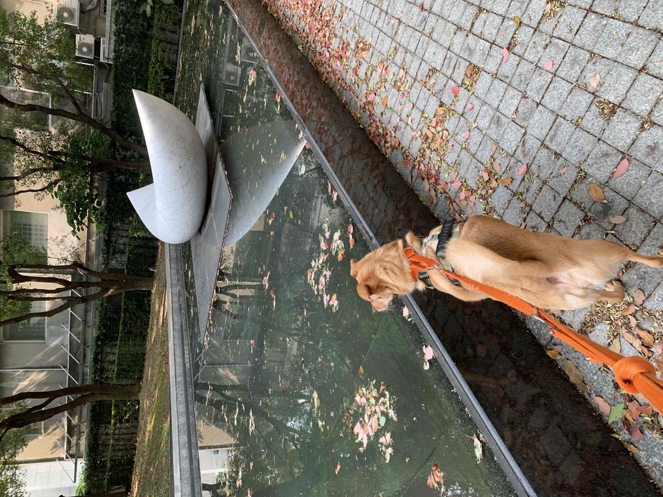 具 導盲犬訓練的寄養家庭、導盲犬社會化教育師。導盲犬種犬、幼犬寄養家庭 - 服務說明 4