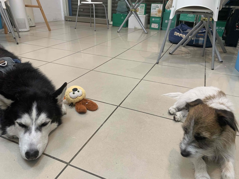 具 導盲犬訓練的寄養家庭、導盲犬社會化教育師。導盲犬種犬、幼犬寄養家庭 - 服務說明 3