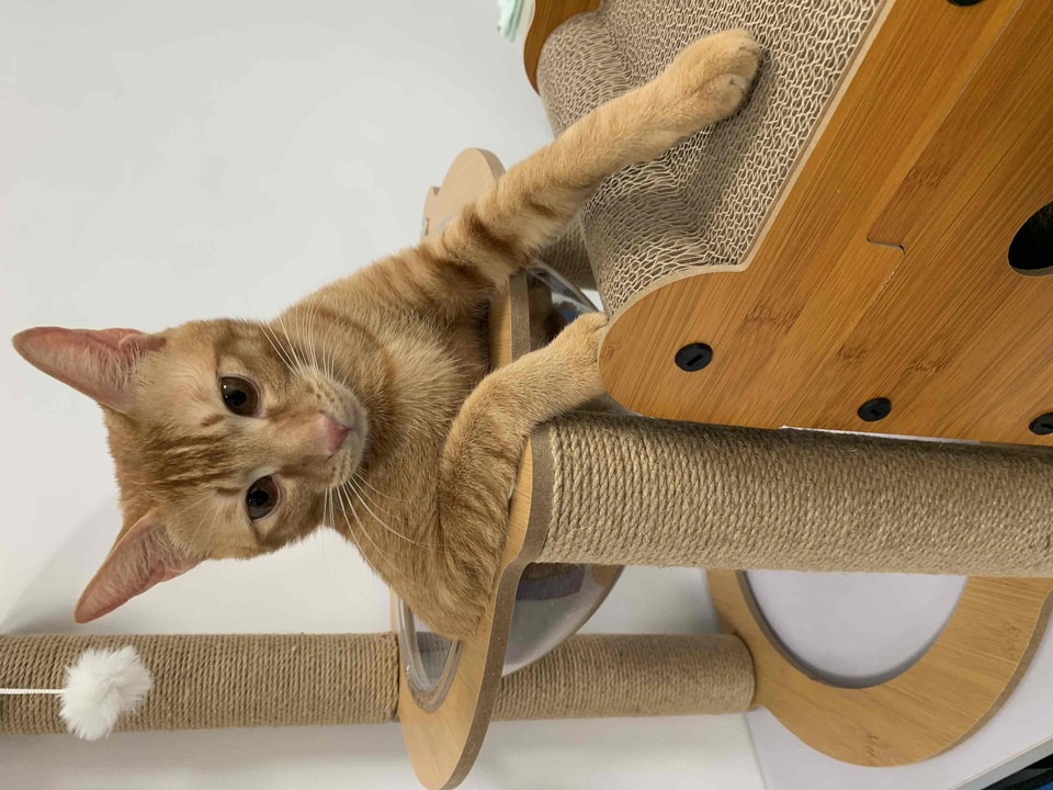 具 導盲犬訓練的寄養家庭、導盲犬社會化教育師。導盲犬種犬、幼犬寄養家庭 - 服務說明 6