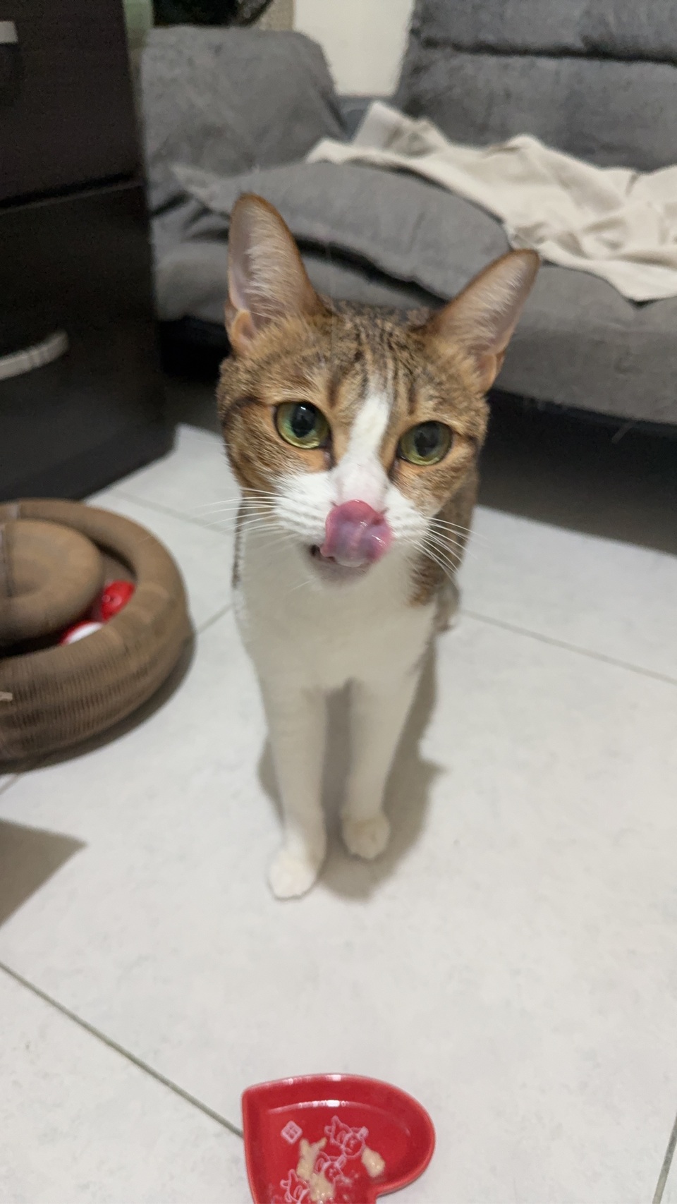 高雄市區✨到府汪喵照顧（2-3犬貓以內）🐶🐱 - 服務說明 3