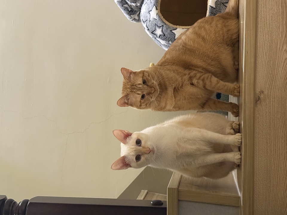 高雄市區✨到府汪喵照顧（2-3犬貓以內）🐶🐱 - 服務說明 4