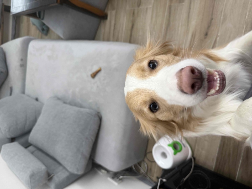 高雄市區✨到府汪喵照顧（2-3犬貓以內）🐶🐱 - 服務說明 2