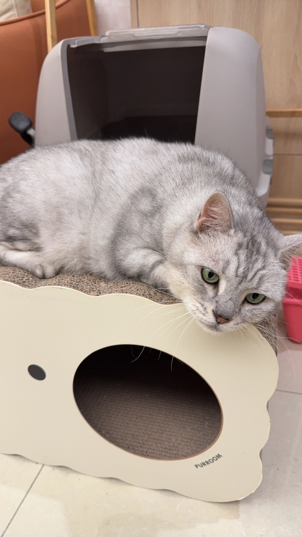 高雄市區✨到府汪喵照顧（2-3犬貓以內）🐶🐱 - 服務說明 5