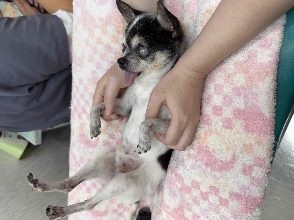 高雄市區✨到府汪喵照顧（2-3犬貓以內）🐶🐱 - 服務說明 8