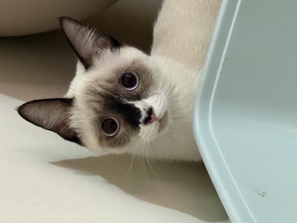 高雄市區✨到府汪喵照顧（2-3犬貓以內）🐶🐱 - 服務說明 6