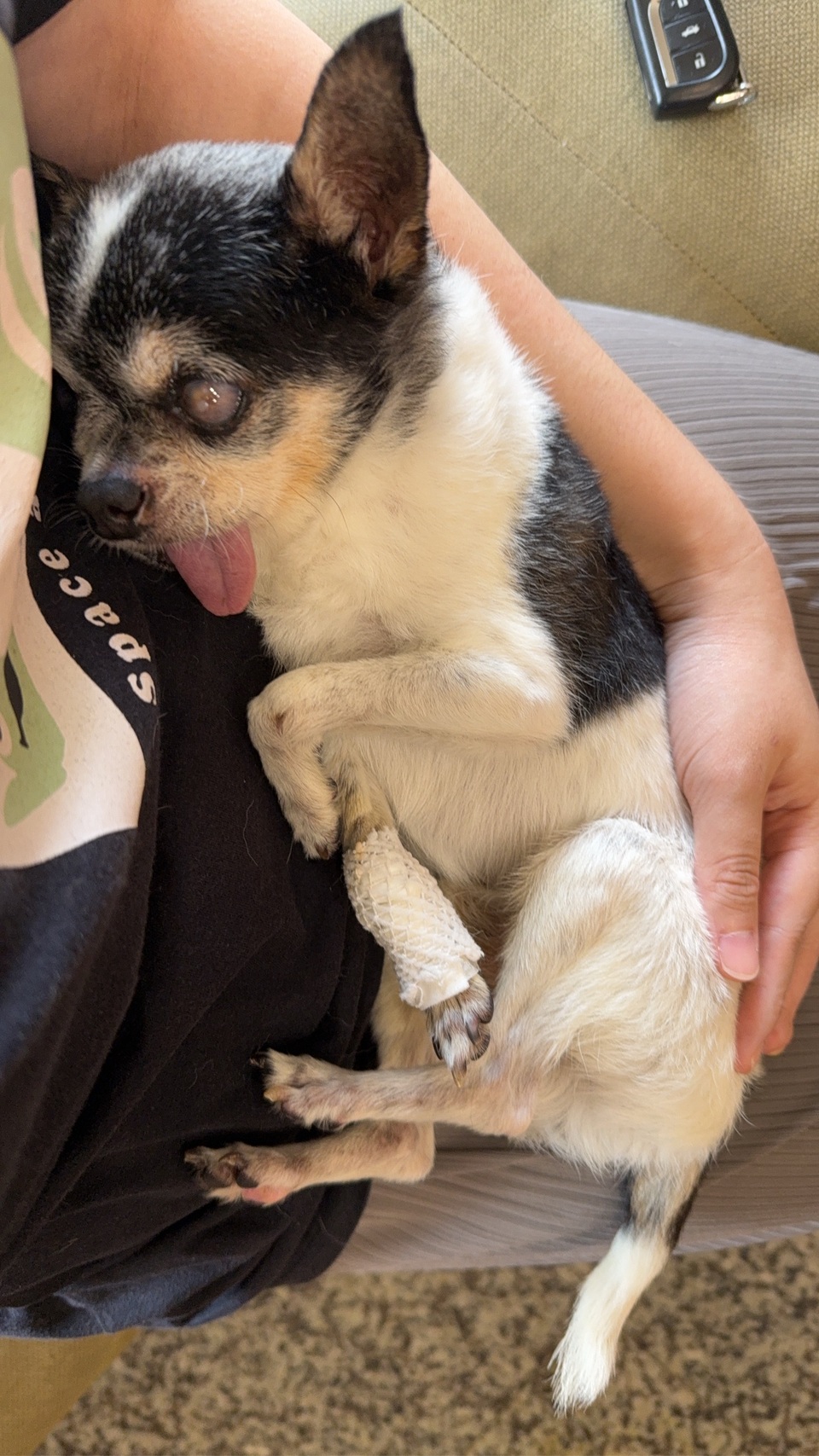 高雄市區✨到府汪喵照顧（2-3犬貓以內）🐶🐱 - 服務說明 7