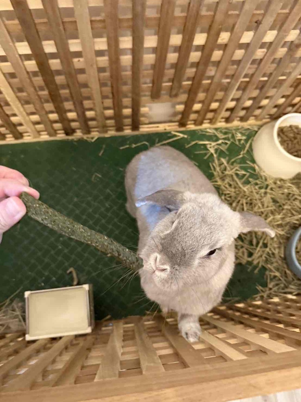 高雄市區✨到府汪喵照顧（2-3犬貓以內）🐶🐱 - 服務說明 9