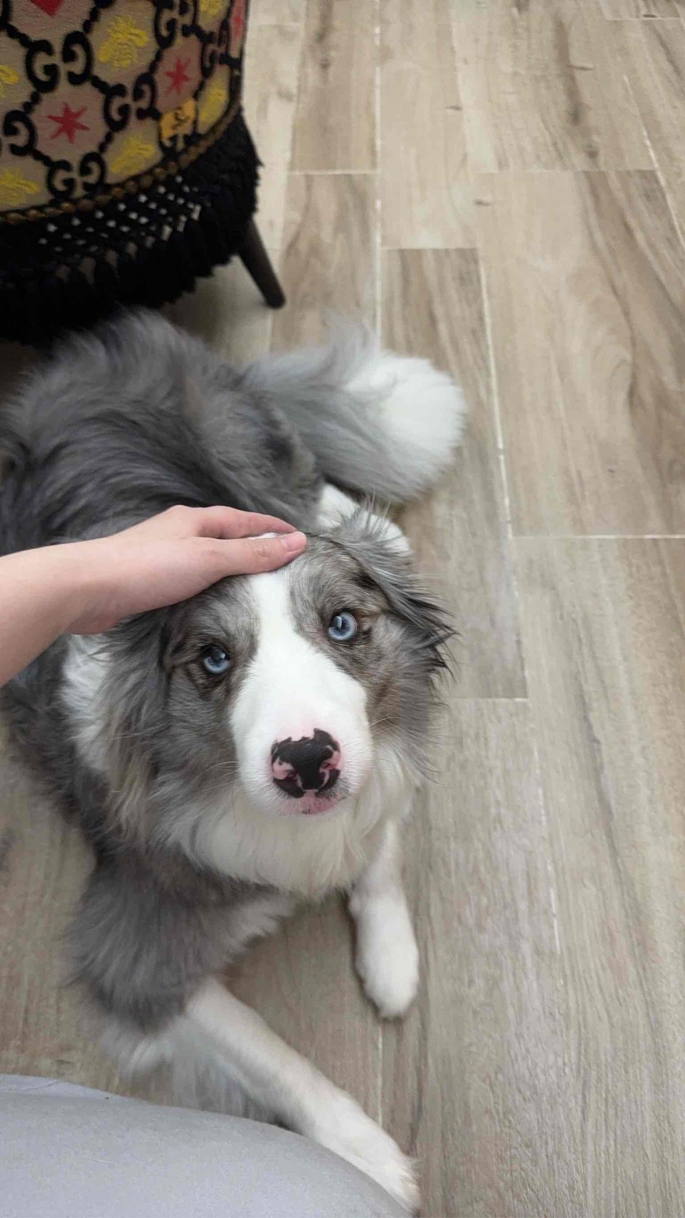 高雄市區✨到府汪喵照顧（2-3犬貓以內）🐶🐱 - 服務說明 1