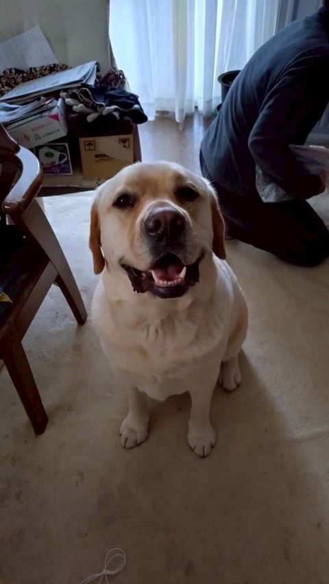 小型犬〜大型犬まで丁寧なシッティング承ります。Sitting .I'm fine with English. 