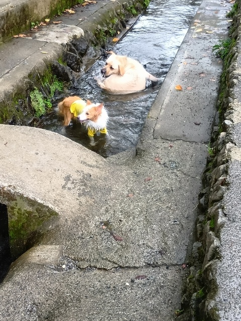 小型犬〜大型犬まで丁寧なシッティング承ります。Sitting .I'm fine with English. 