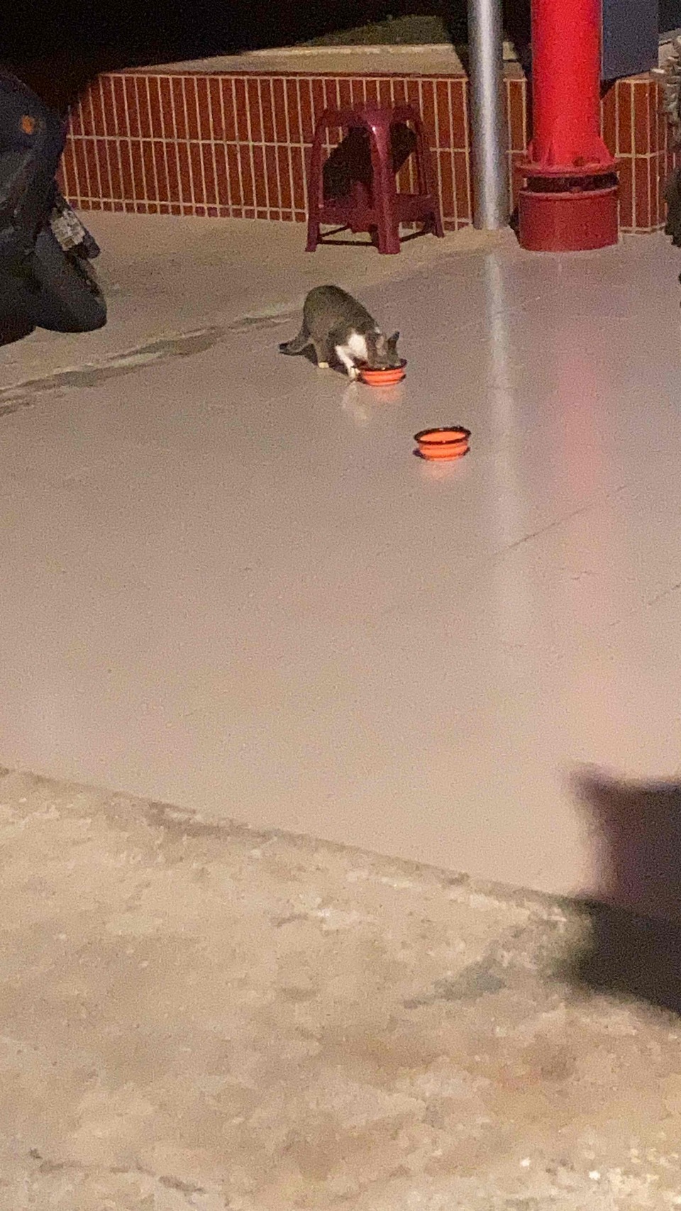 我是寵物的最佳陪伴員 - Description 6