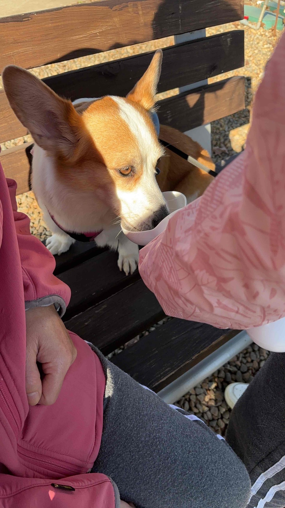 我是寵物的最佳陪伴員 - Description 4