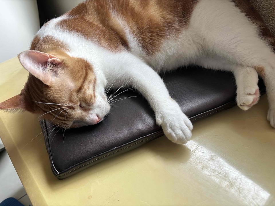 我是寵物的最佳陪伴員 - Description 5