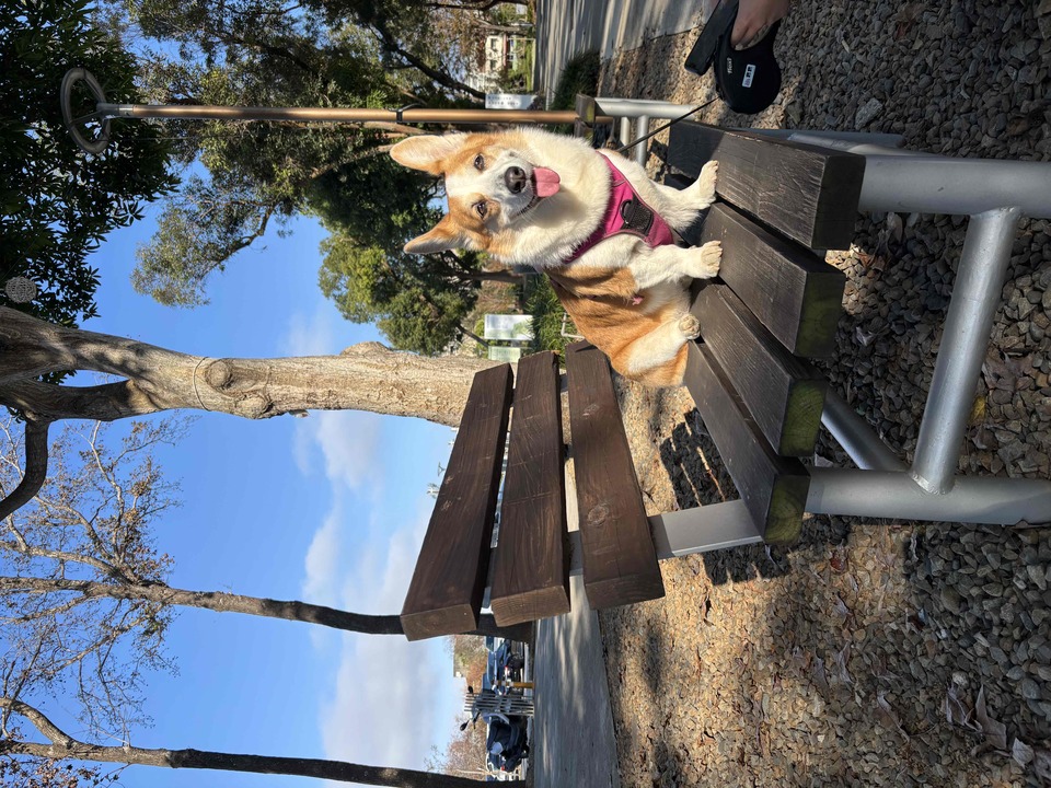 我是寵物的最佳陪伴員 - Description 3