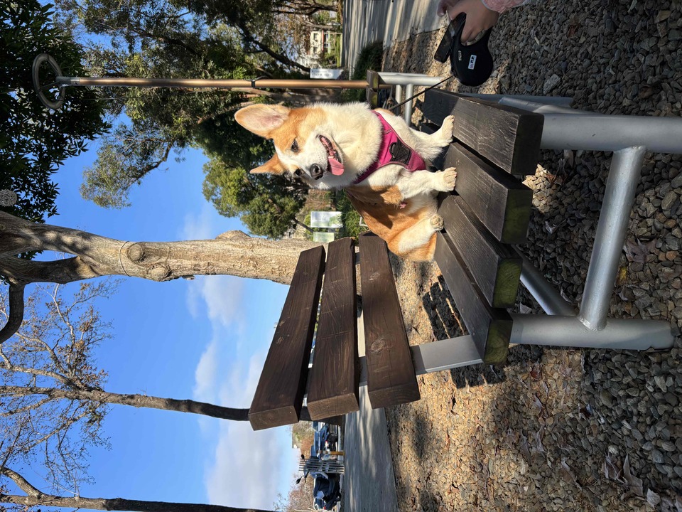 我是寵物的最佳陪伴員 - Description 2