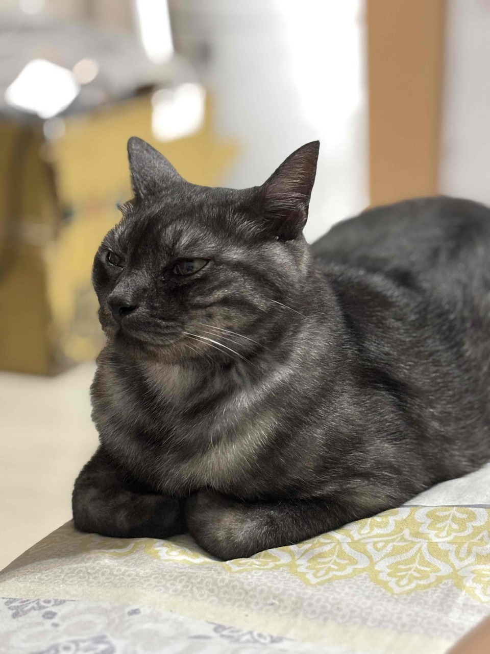 「全職」遛狗狗遛貓貓 - サービス説明 1