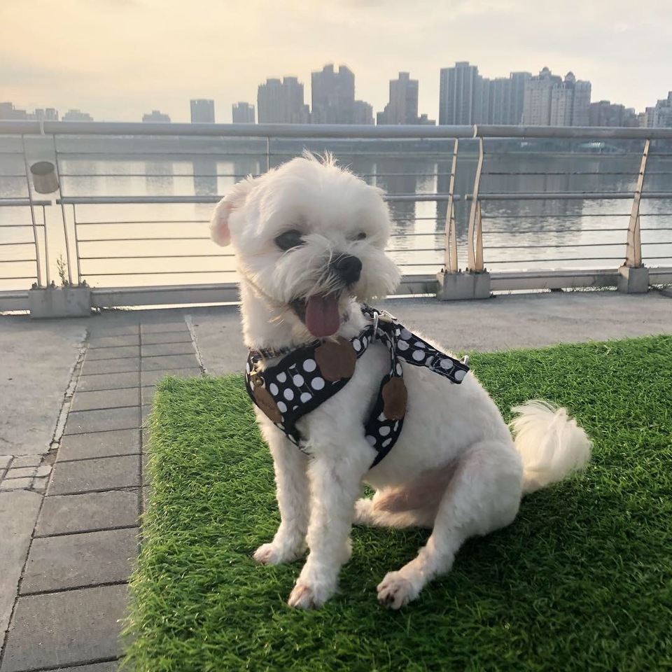 14年寵物照護經驗🫶🏼老犬照護/貓狗陪玩 - 服務說明 2