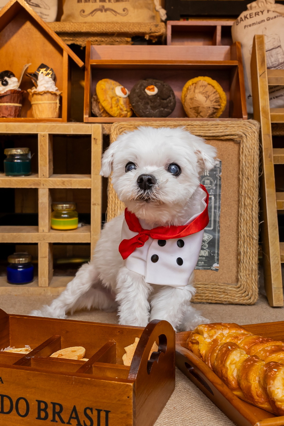 14年寵物照護經驗🫶🏼老犬照護/貓狗陪玩 - 服務說明 3