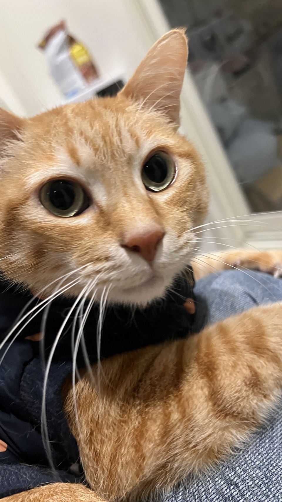 14年寵物照護經驗🫶🏼老犬照護/貓狗陪玩 - 服務說明 4