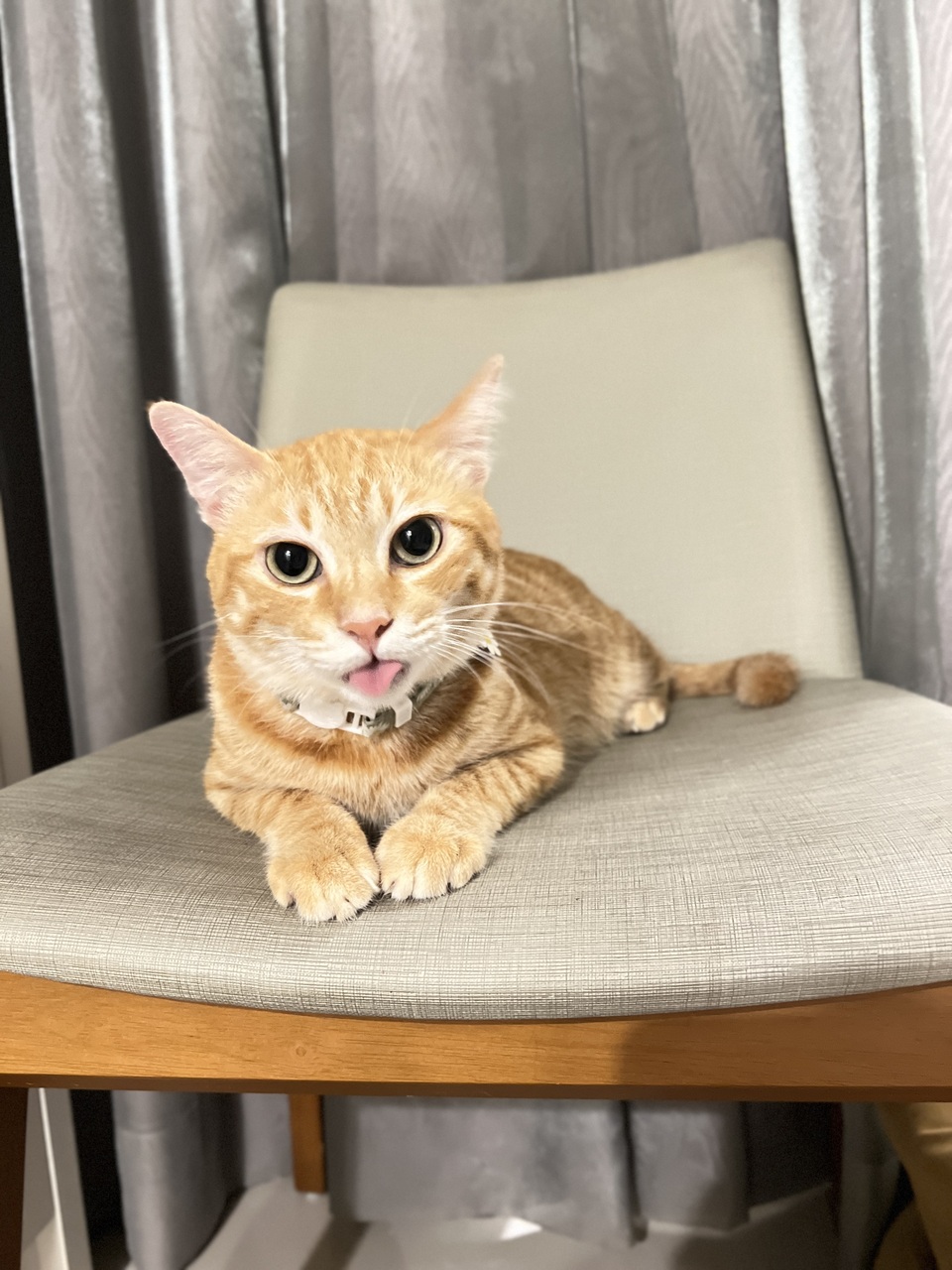 14年寵物照護經驗🫶🏼老犬照護/貓狗陪玩 - 服務說明 6