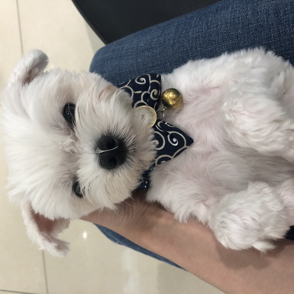 14年寵物照護經驗🫶🏼老犬照護/貓狗陪玩 - 服務說明 1