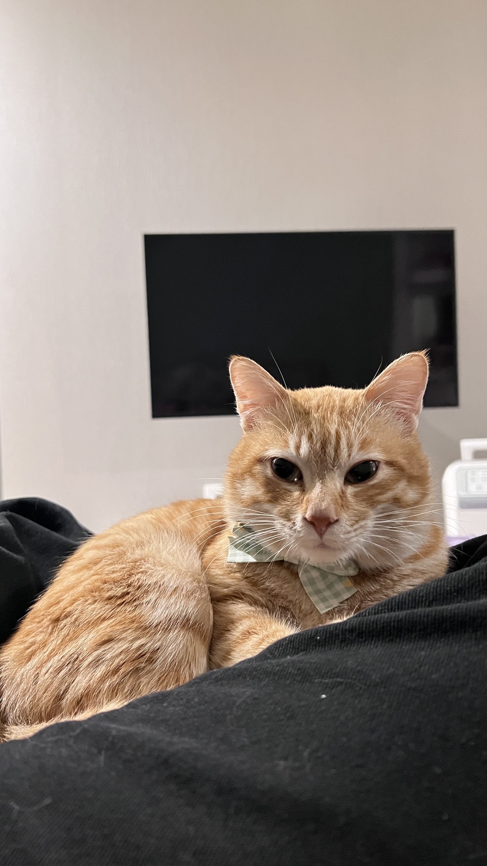 14年寵物照護經驗🫶🏼老犬照護/貓狗陪玩 - 服務說明 5