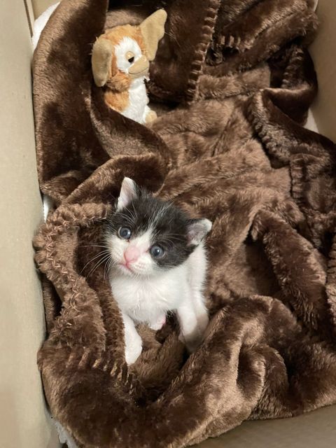 わんちゃんねこちゃん訪問シッター（急なご予定もご相談ください）
