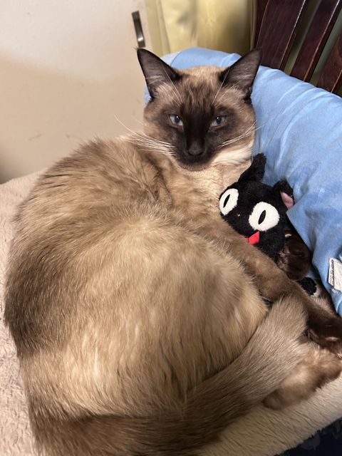 わんちゃんねこちゃん訪問シッター（急なご予定もご相談ください）