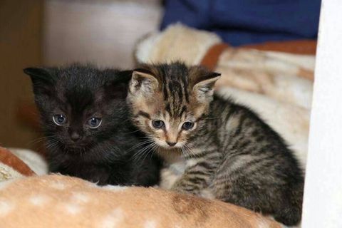 わんちゃんねこちゃん訪問シッター（急なご予定もご相談ください）