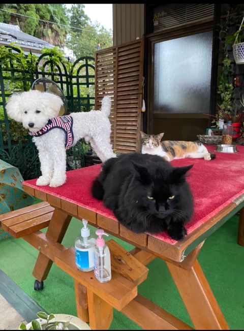 わんちゃんねこちゃん訪問シッター（急なご予定もご相談ください）