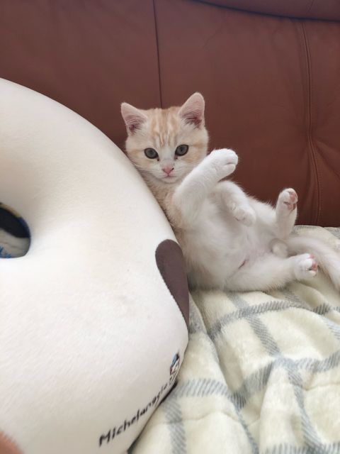 わんちゃんねこちゃん訪問シッター（急なご予定もご相談ください）