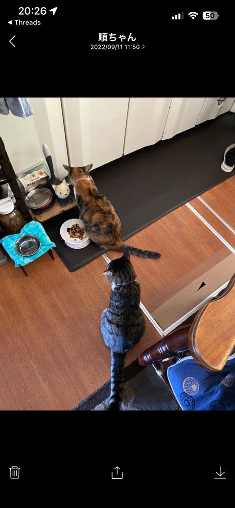 わんちゃんねこちゃん訪問シッター（急なご予定もご相談ください）