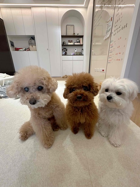 🌈阿尼👨🏻‍💻的🐶寵愛窩（板橋、土城）平日下單區