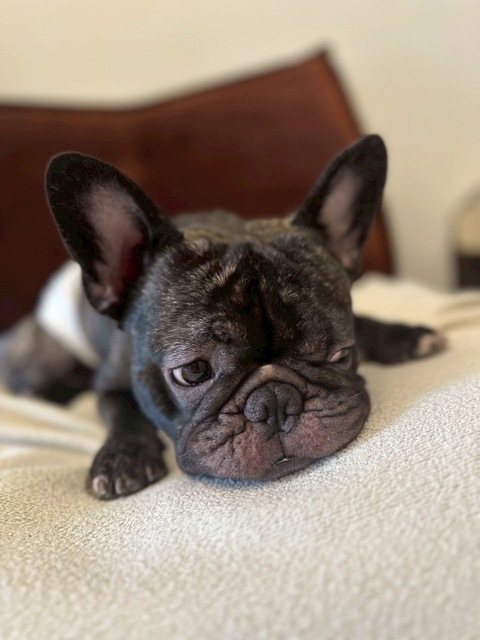 🌈阿尼👨🏻‍💻的🐶寵愛窩（板橋、土城）平日下單區