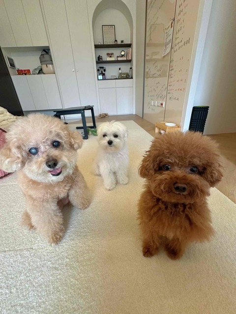 🌈阿尼👨🏻‍💻的🐶寵愛窩（板橋、土城）平日下單區