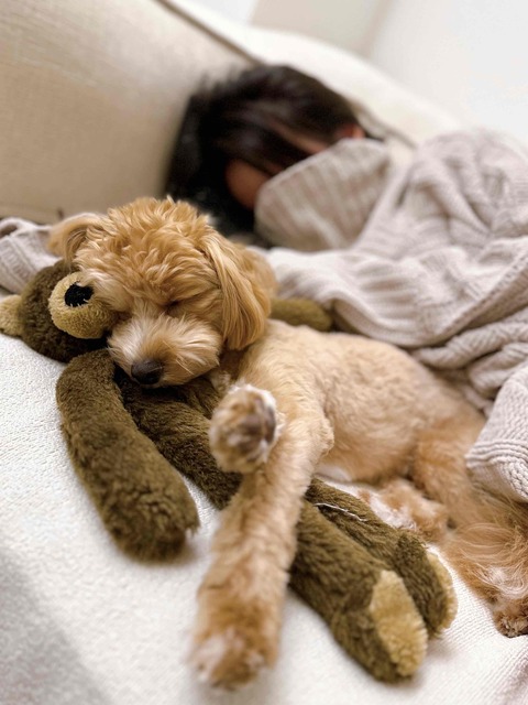 🌈阿尼👨🏻‍💻的🐶寵愛窩（板橋、土城）平日下單區