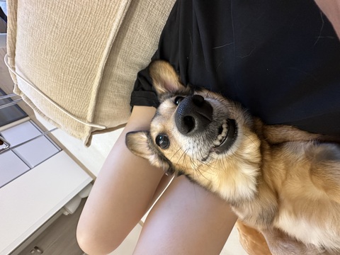 🌈阿尼👨🏻‍💻的🐶寵愛窩（板橋、土城）平日下單區