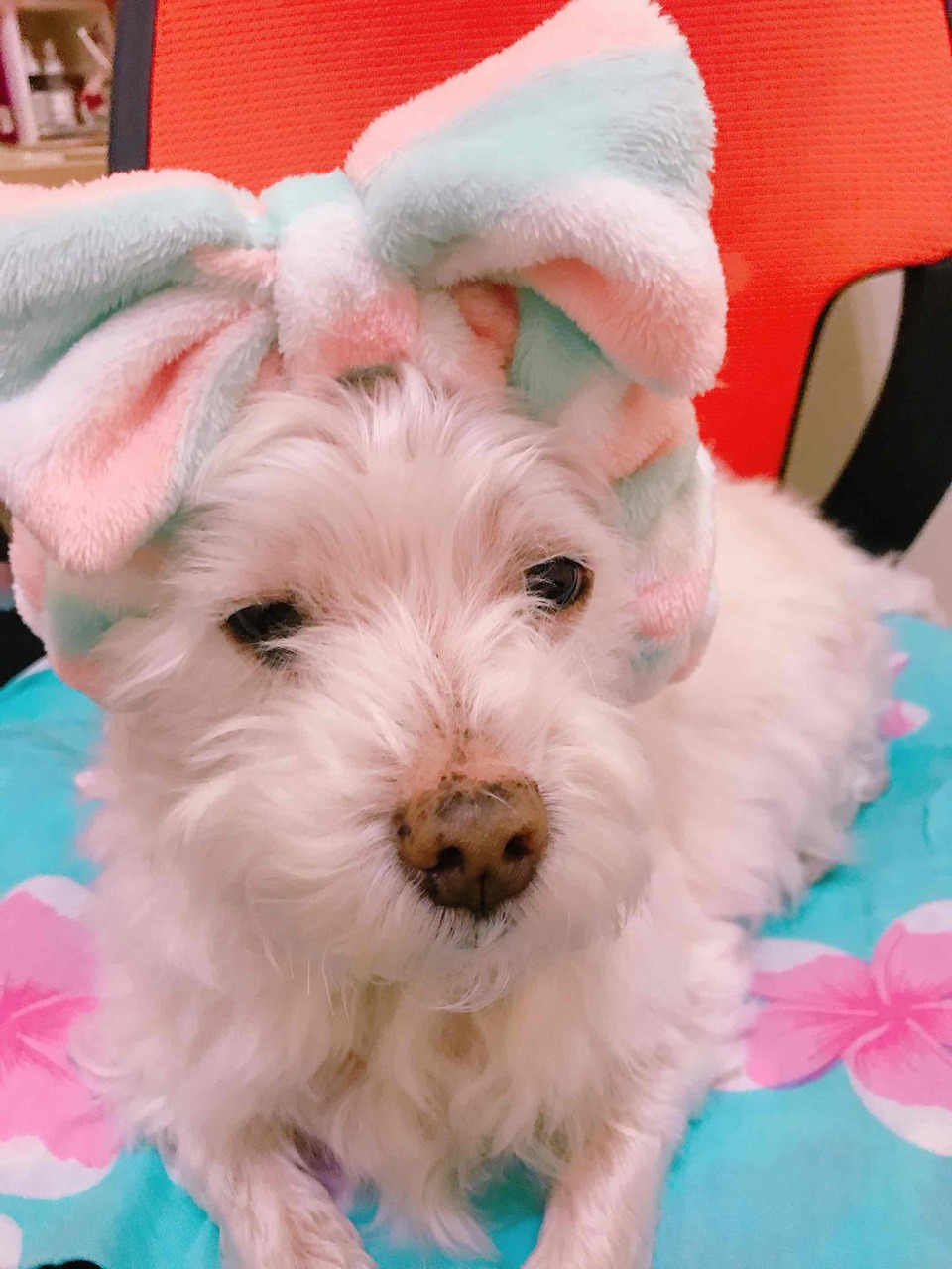 🐾東湖、內湖🐾幫忙遛狗，陪狗狗玩🐶🦮 - 服務說明 4