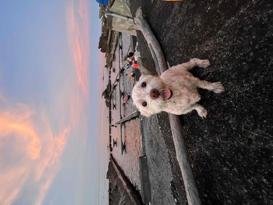 🐾東湖、內湖🐾幫忙遛狗，陪狗狗玩🐶🦮 - 服務說明 1