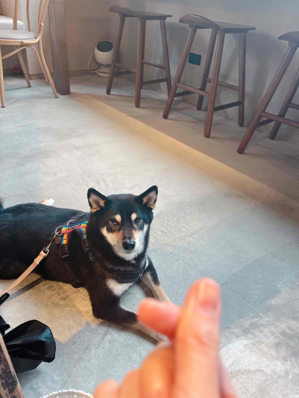 🐾東湖、內湖🐾幫忙遛狗，陪狗狗玩🐶🦮 - 服務說明 2