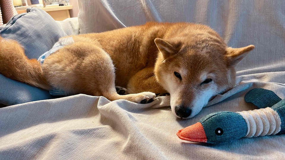 🐾東湖、內湖🐾幫忙遛狗，陪狗狗玩🐶🦮 - 服務說明 3