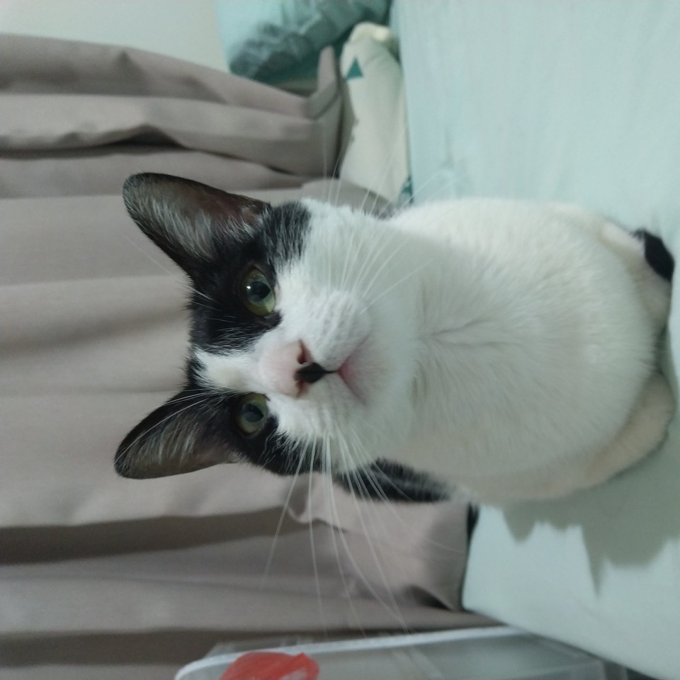 阿程的到府照顧 - サービス説明 10